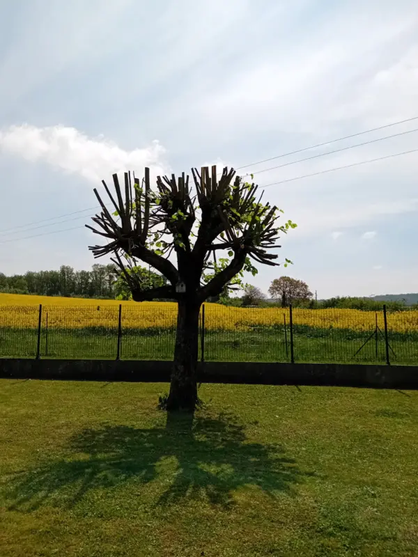 élagage-2 après